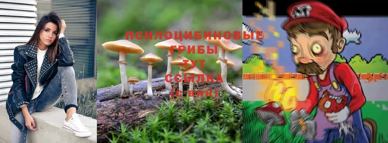 наркота  Касимов  Псилоцибиновые грибы Psilocybe 